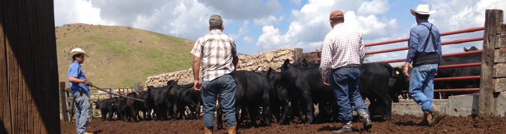 Rancho El Tarahumar Brangus