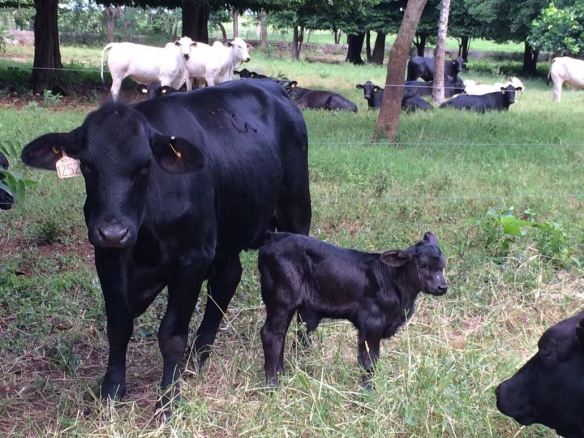 141030 1252 con cria en Tizimin