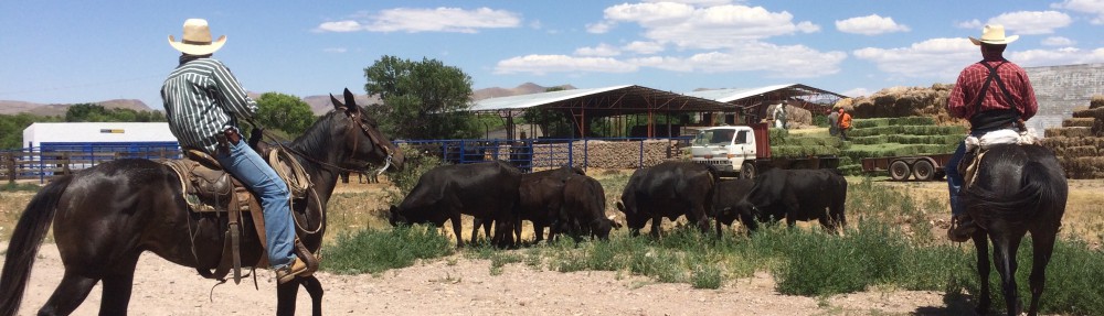 Rancho El Tarahumar Brangus