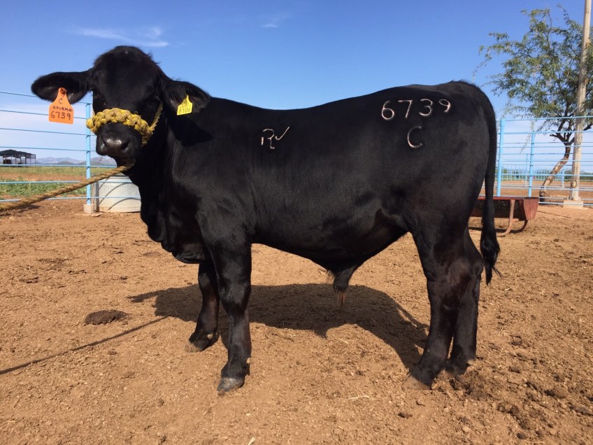 millan patriota hijo de la 6739.jpg