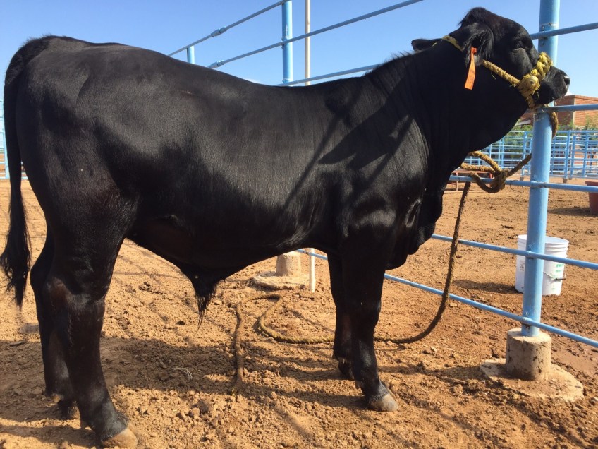 millan patriota hijo de la 6739.jpg