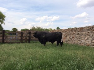toro 628Z3, 3 años edad,  rancho el tarahumar