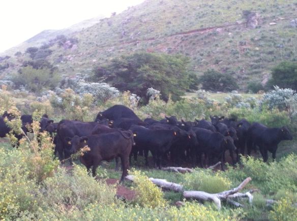 vaquillas brangus demostrando celo, rancho el tarahumar