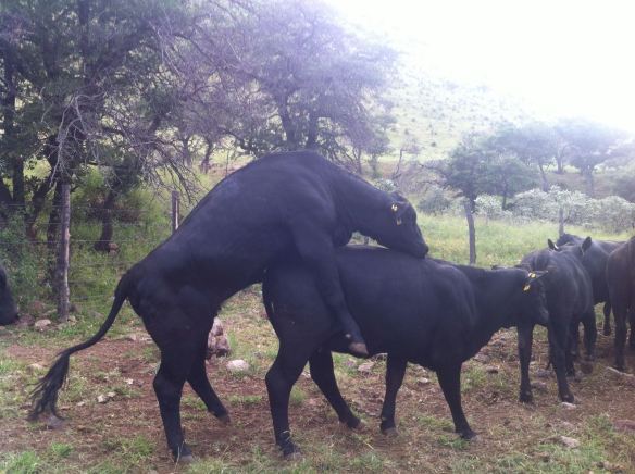 IMG_1717 vaquillas brangus demostrando celo, rancho el tarahumar