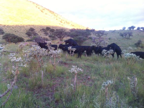 vaquillas brangus demostrando celo, rancho el tarahumar