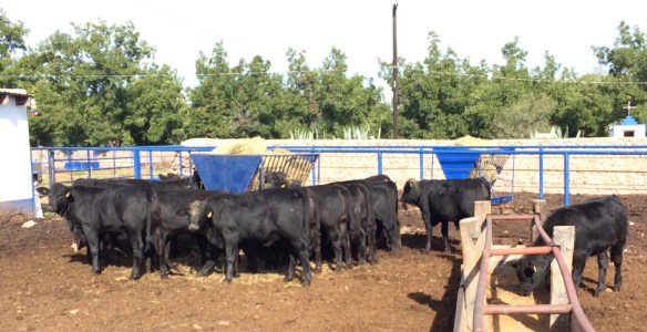 lote destete 8 meses rancho el tarahumar