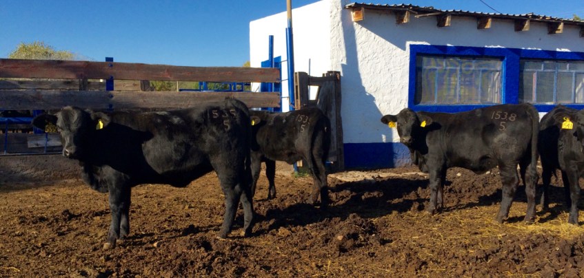 becerras brangus de registro 8 meses edad rancho tarahumar