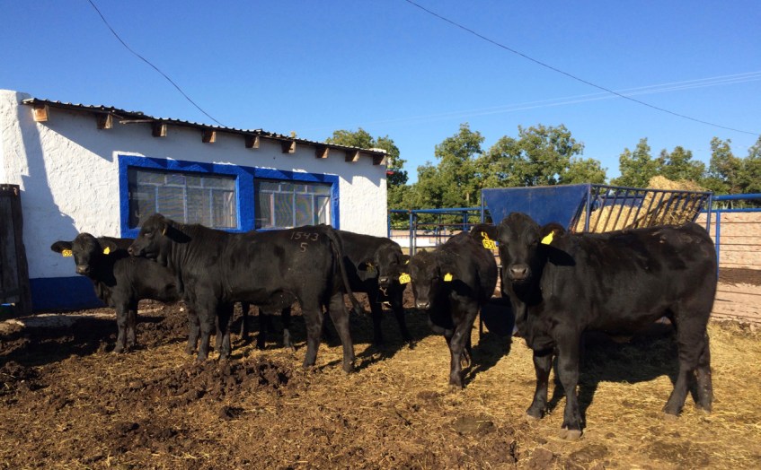 becerras brangus de registro 8 meses edad rancho tarahumar