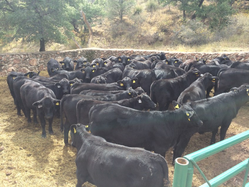 becerras y vaquillas jóvenes brangus , rancho el tarahumar
