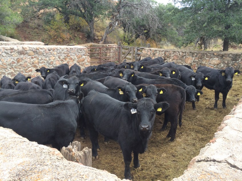 becerras y vaquillas jóvenes brangus , rancho el tarahumar