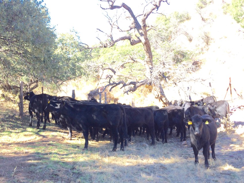 becerras y vaquillas jóvenes brangus , rancho el tarahumar