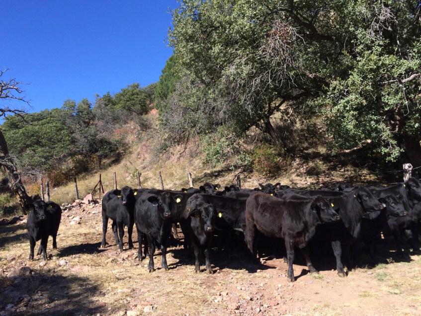 becerras y vaquillas jóvenes brangus , rancho el tarahumar