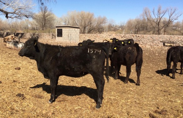 lote de 8 becerras brangus negras de 215 kg de peso con edades de 7 a 8 meses, Rancho El Tarahumar