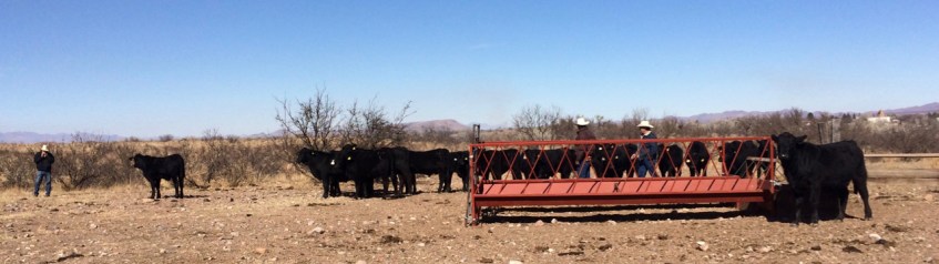 toretes brangus venta potrero enero 2016, rancho el tarahumar