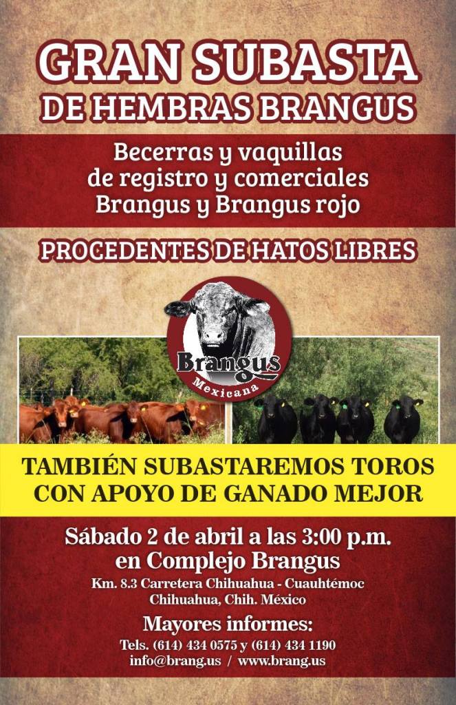 becerras brangus de registro rancho el tarahumar