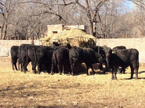 becerras brangus del rancho tarahumar
