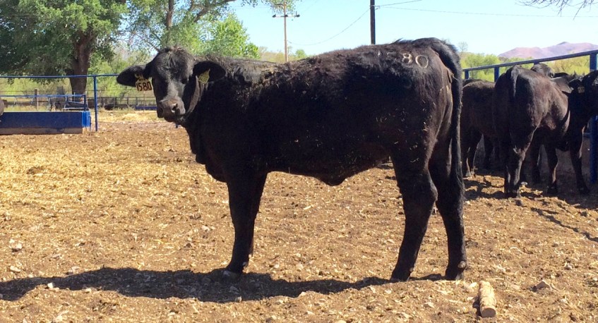 becerras de registro brangus rancho el tarahumar
