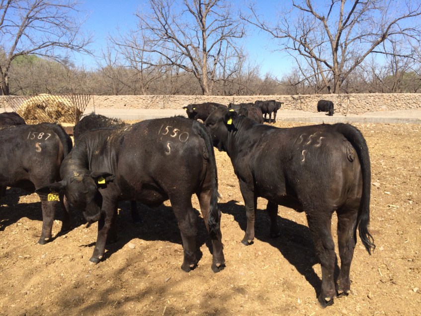 becerras de registro brangus rancho el tarahumar