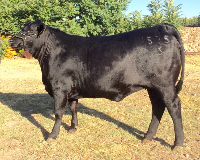 RTH Miss Mainstay-619 Ali 1535-5