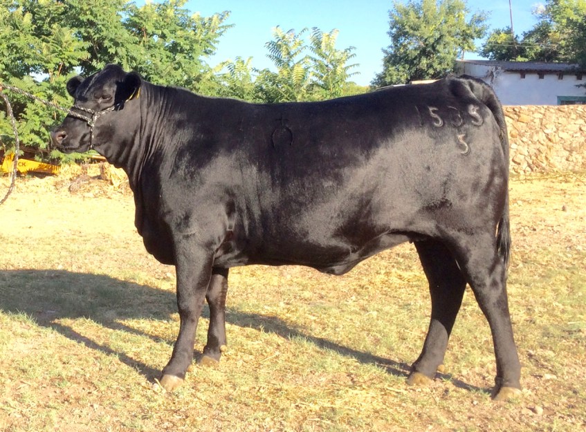 RTH Miss Mainstay-619 Ali 1535-5