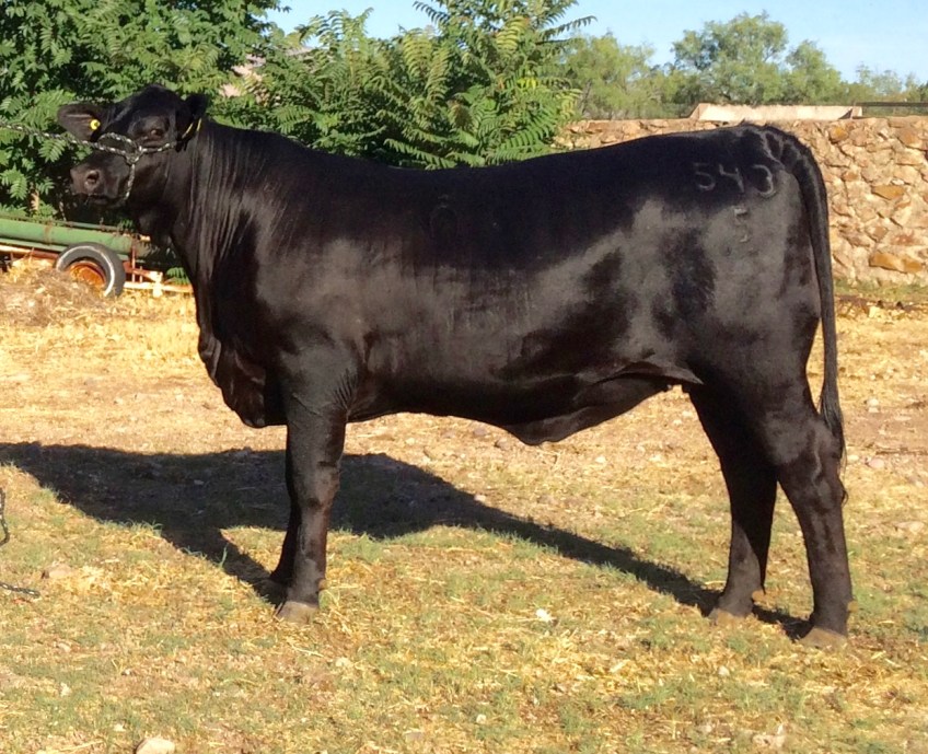 RTH Miss Largent-Chinforin 1543-5