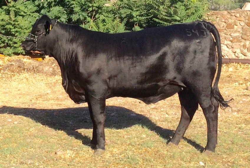 RTH Miss Largent-Chinforin 1543-5