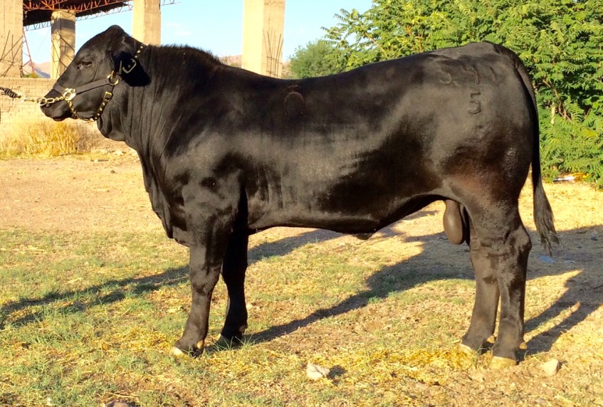 RTH MR Mainstay-Blackhawk 541-5