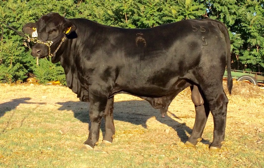 RTH MR 9305 Lead Gun-774 Sonar 551-5