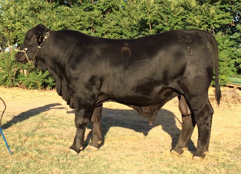 RTH MR 9305 Lead Gun-774 Sonar 551-5