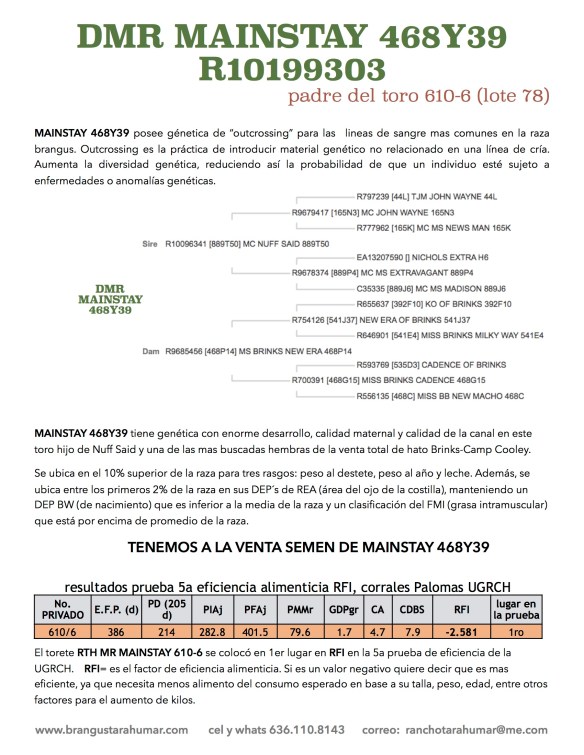 hijo de mainstay ATRAS