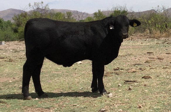 torete 705, 14 meses, 380 kg