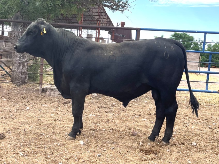 Torete 018/0, edad 18 meses, peso 470 kg, probado fértil