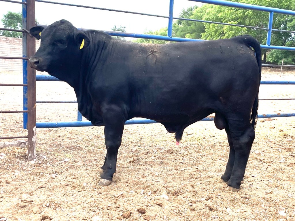 Torete 116-1, edad 13 meses, peso 410 kg