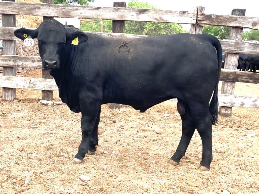 Torete 113-1, edad 13 meses, peso 420 kg