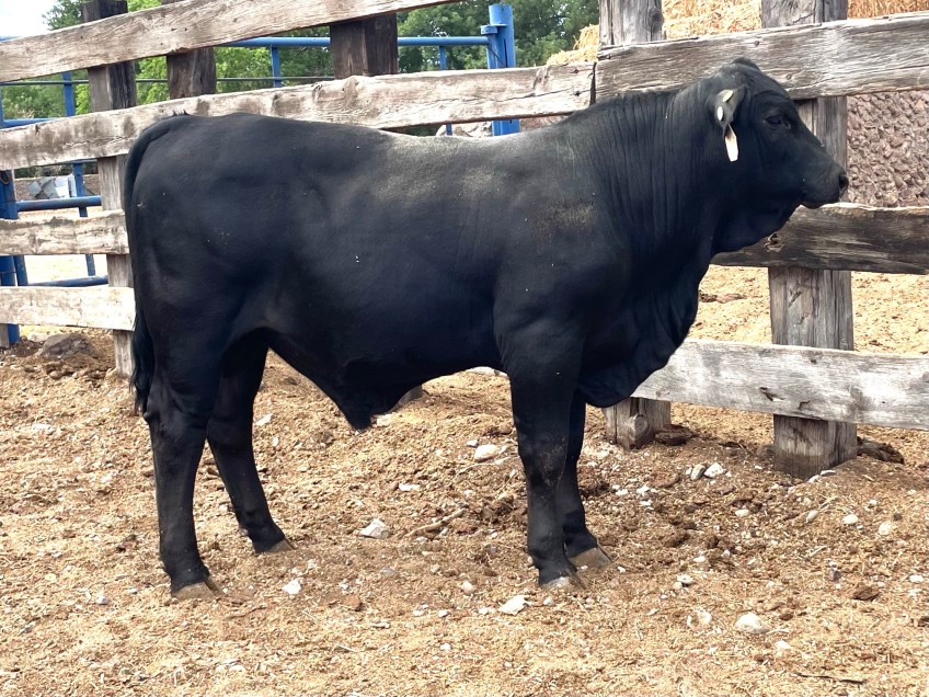 torete 111-J, edad 10 meses, peso 320 kg, índice destete de 120