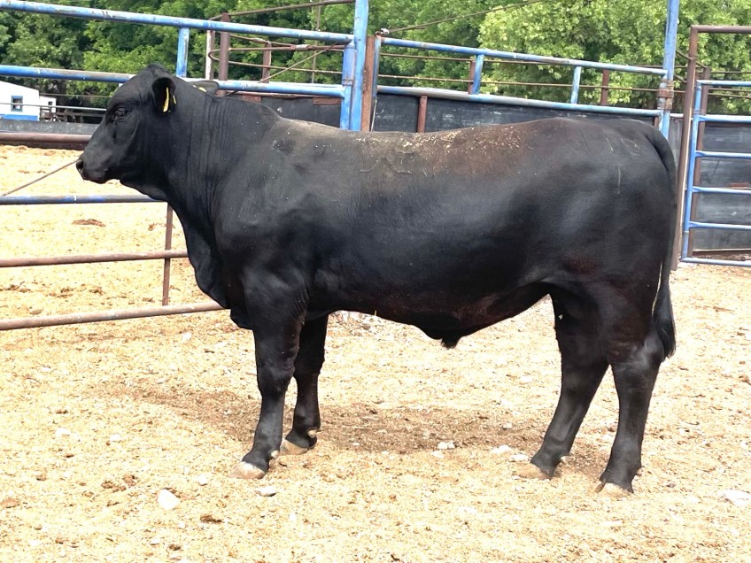 Torete 119-1, edad 13 meses, peso 390 kg