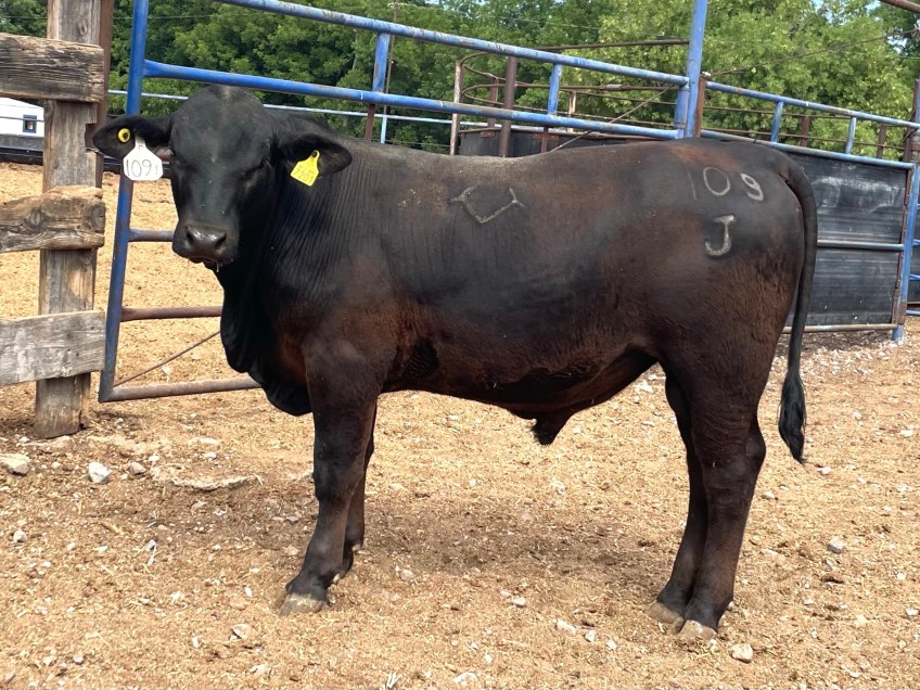 Torete 109-J, edad 10 meses, peso 315 kg, índice destete 114