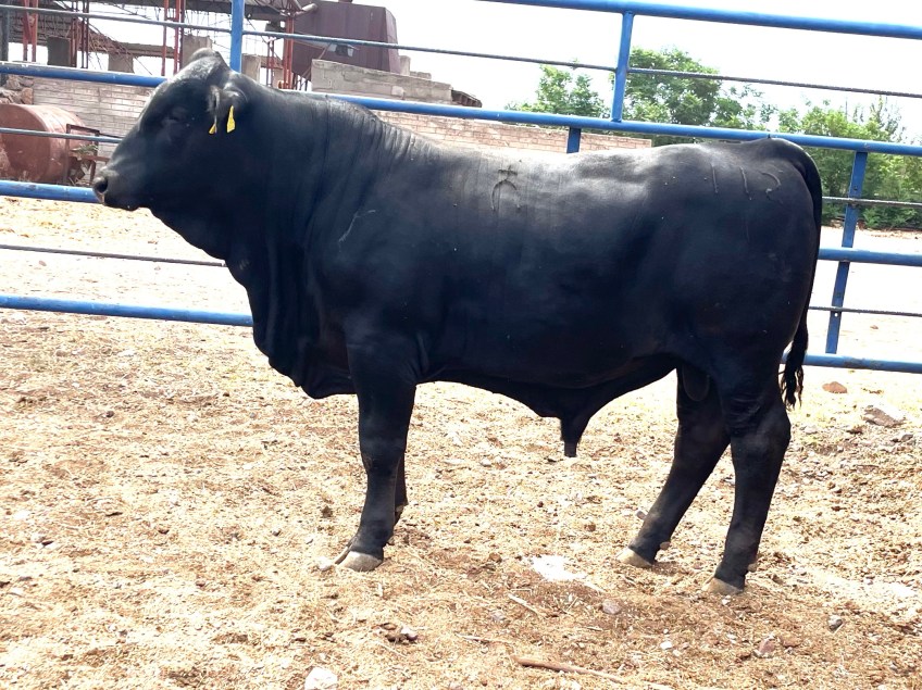 Torete 112-1, edad 14 meses, peso 380 kg