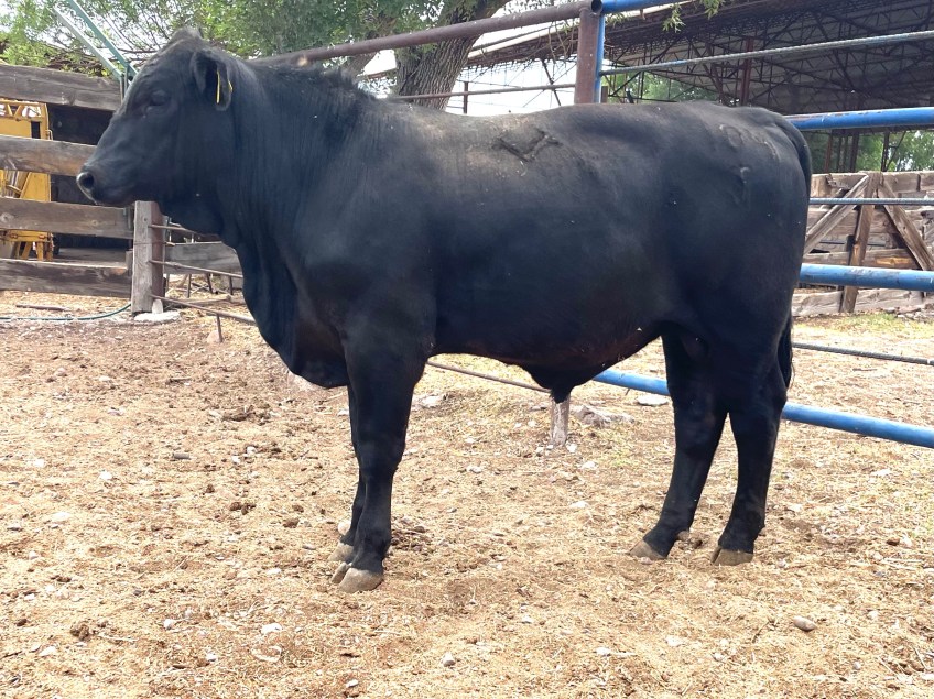 Torete 104-J, edad 13 meses, peso 365 kg