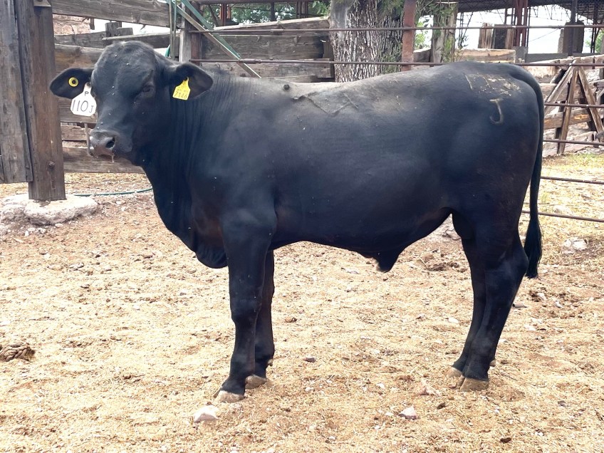 Torete 110-J, edad 10 meses, peso 310 kg