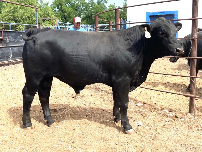 Torete 111-1, edad 14 meses, peso 390 kg