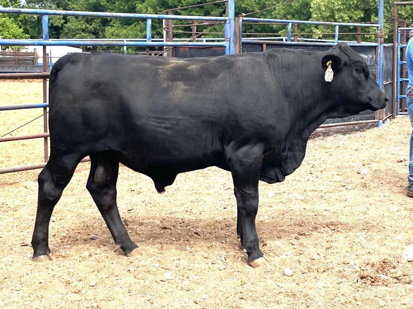 Torete 120-1, edad 13 meses, peso 380 kg