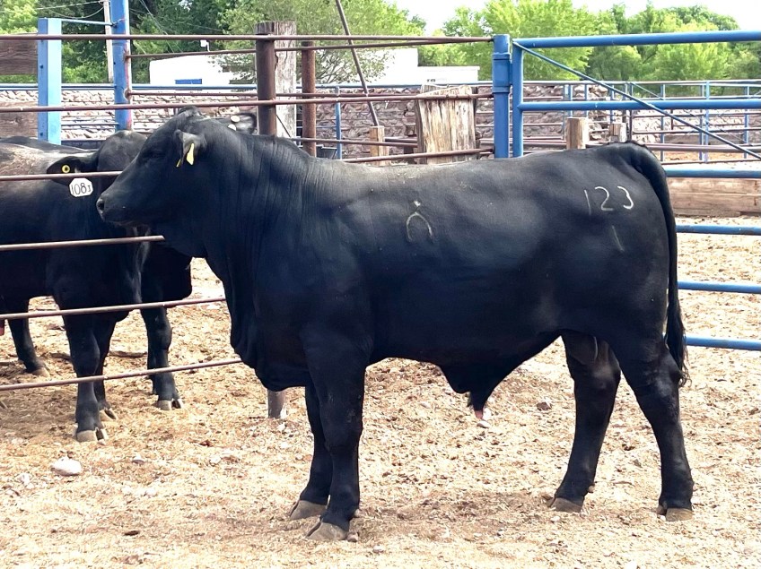 Torete 123-1, edad 11 meses, peso 360 kg
