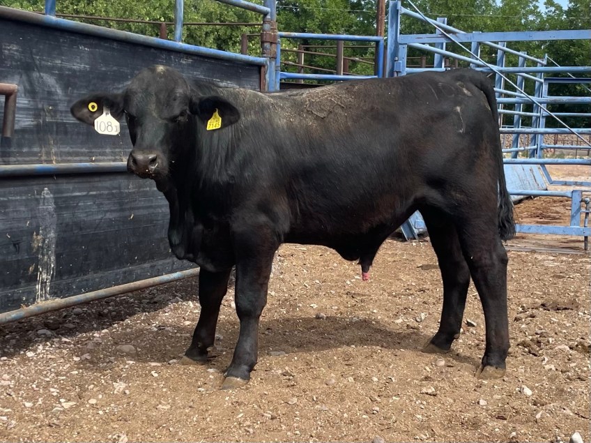 Torete 108-J, edad 10 meses, peso 335 kg, índice de destete 122 del grupo contemporáneo