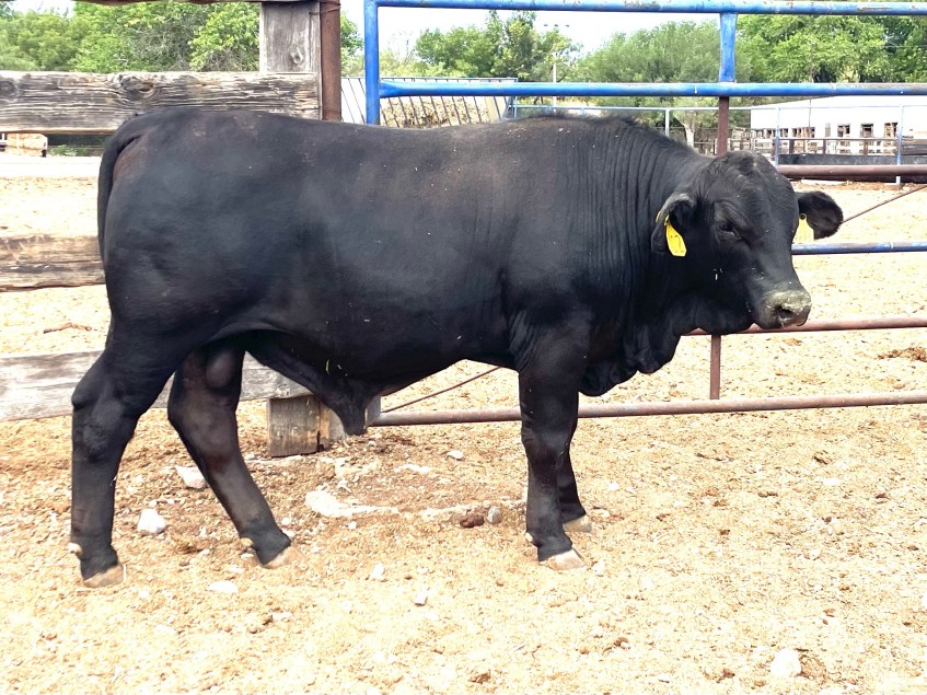 Torete 102-J, edad 15 meses, peso 410 kg, probado fértil
