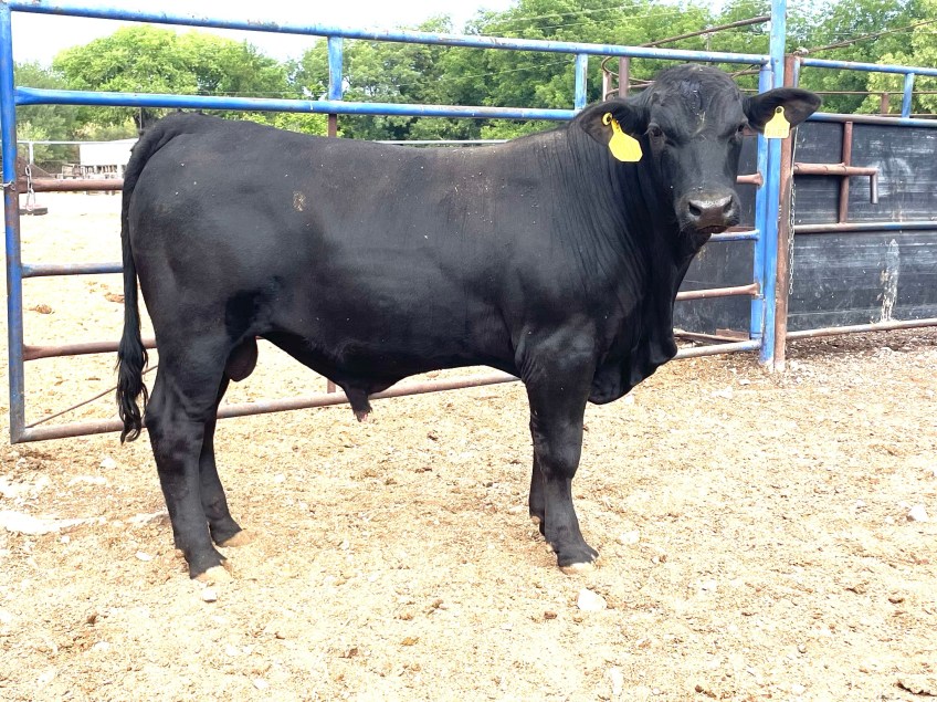 Torete 101-1, edad 15 meses, peso 400 kg, probado fértil