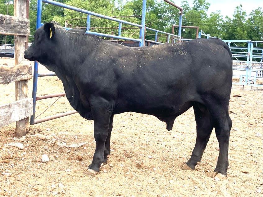 Torete 114-1, edad 13 meses, peso 350 kg