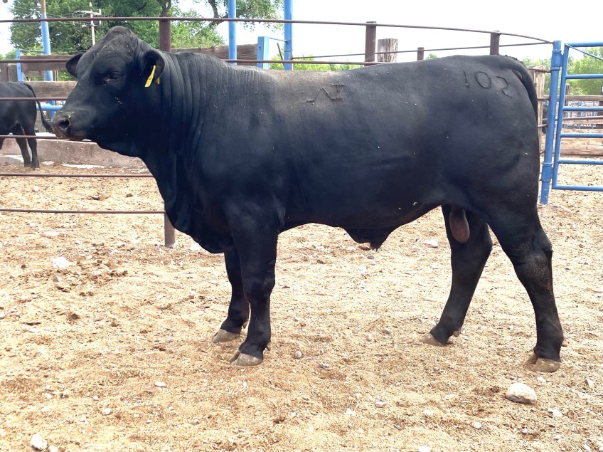 Torete 102-1, edad 16 meses, peso 420 kg, probado fértil