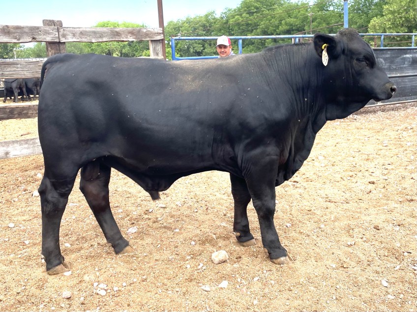 Torete 109-1, edad 15 meses, peso 420 kg