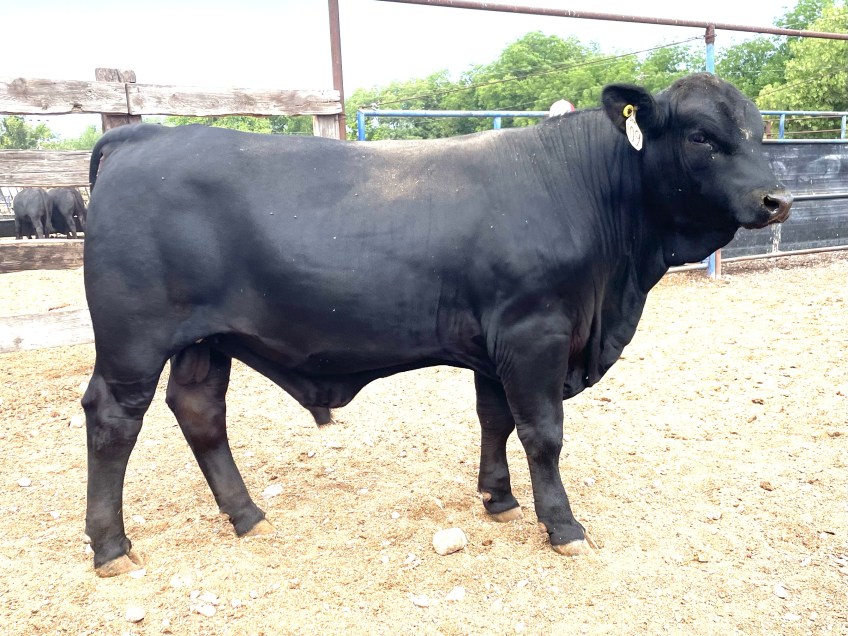 Torete 109-1, edad 15 meses, peso 420 kg